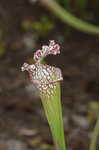 Crimson pitcherplant